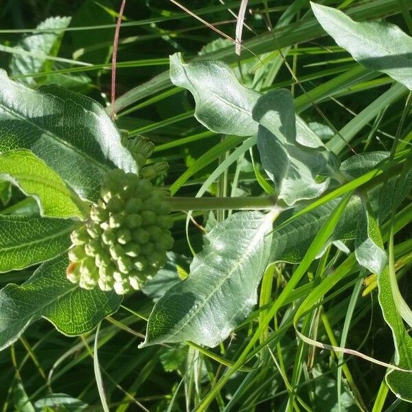 Asclepias viridiflora Flor