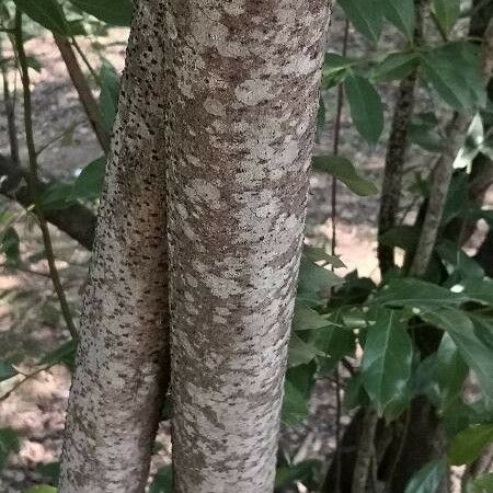 Lindera communis 樹皮