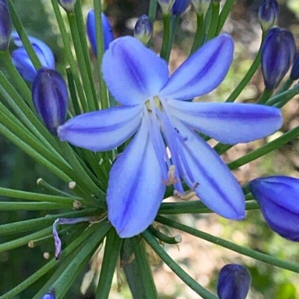 Agapanthus praecox Kukka