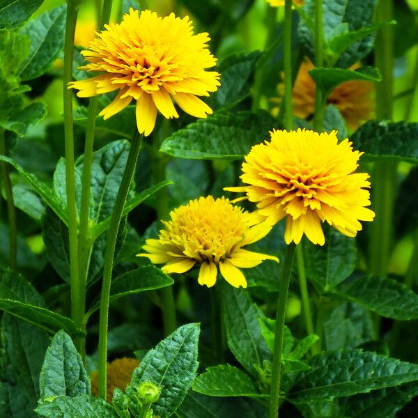 Heliopsis helianthoides ফুল