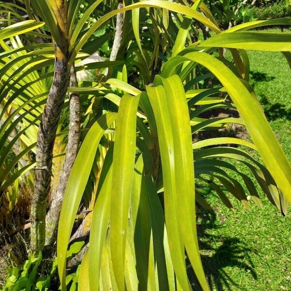 Grammatophyllum speciosum Folha