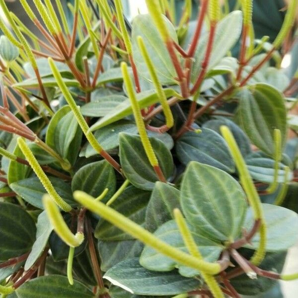 Peperomia quadrangularis Leht