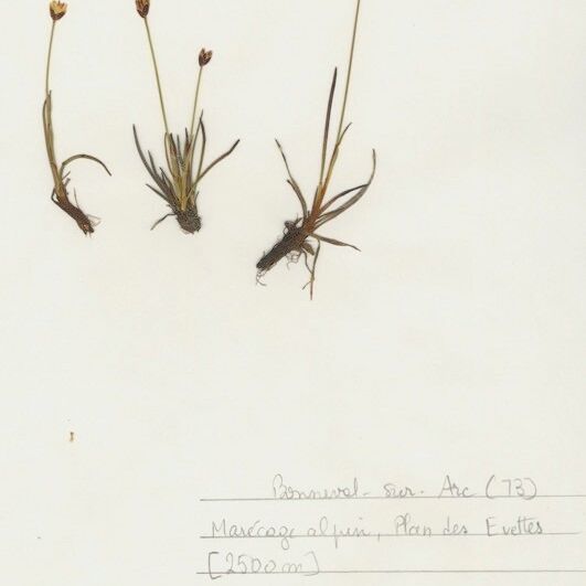 Juncus triglumis موطن