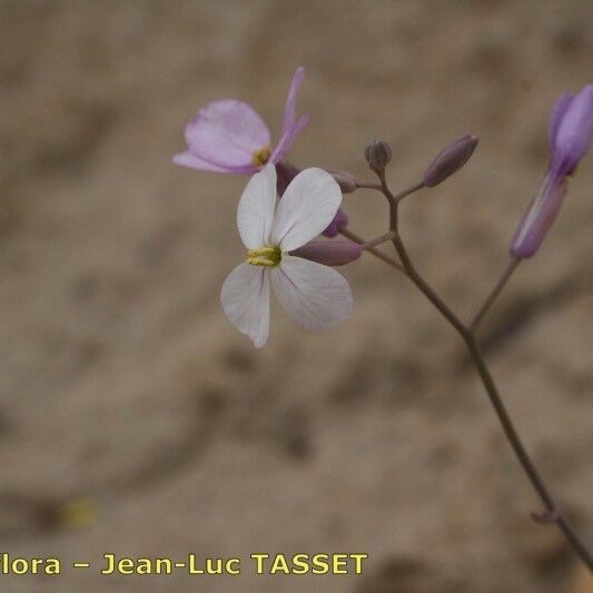Moricandia foetida फूल