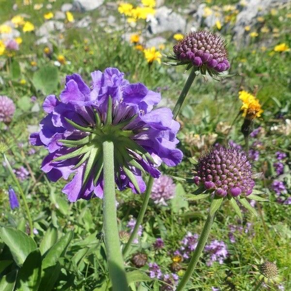 Scabiosa lucida Квітка