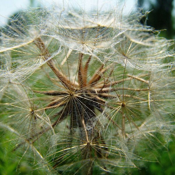 Tragopogon pratensis Fruit