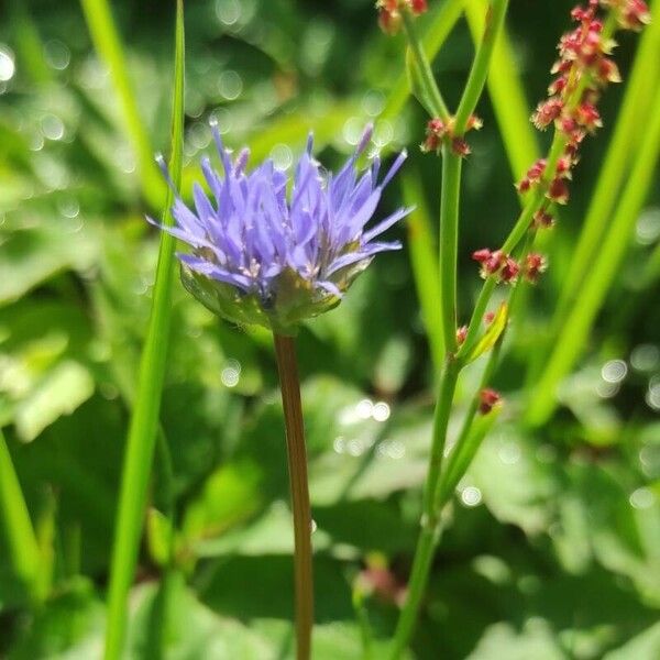 Jasione montana ᱵᱟᱦᱟ