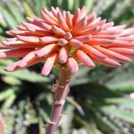Aloe distans Flower