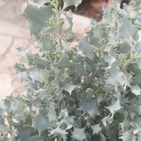 Atriplex halimus Leaf