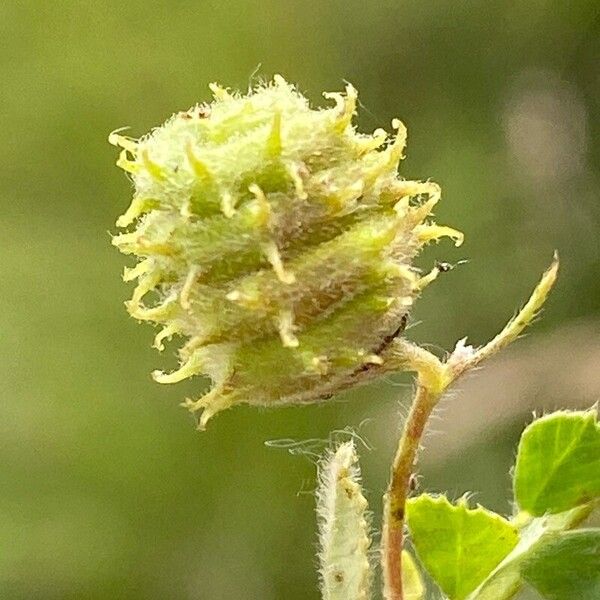 Medicago rigidula Frukt