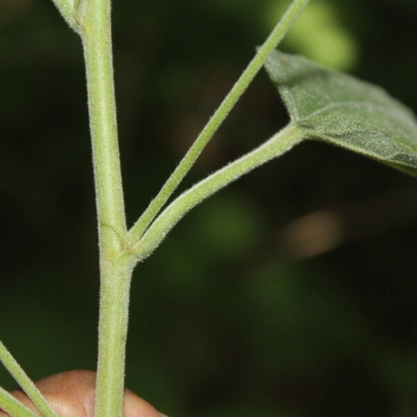 Waltheria glomerata Kôra