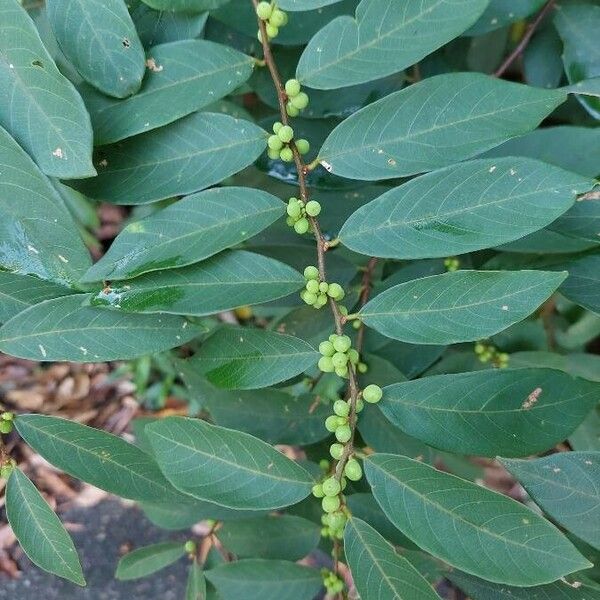 Bridelia tomentosa Leaf