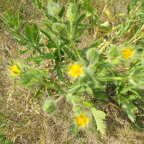 Potentilla gracilis 花