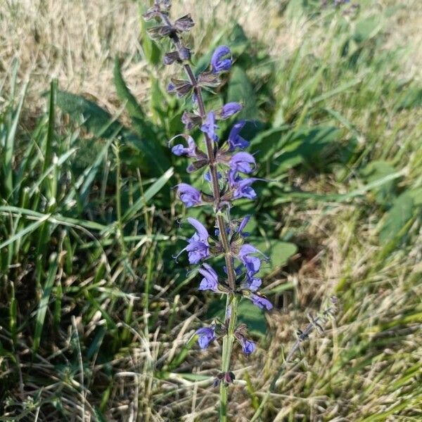 Salvia pratensis Blüte