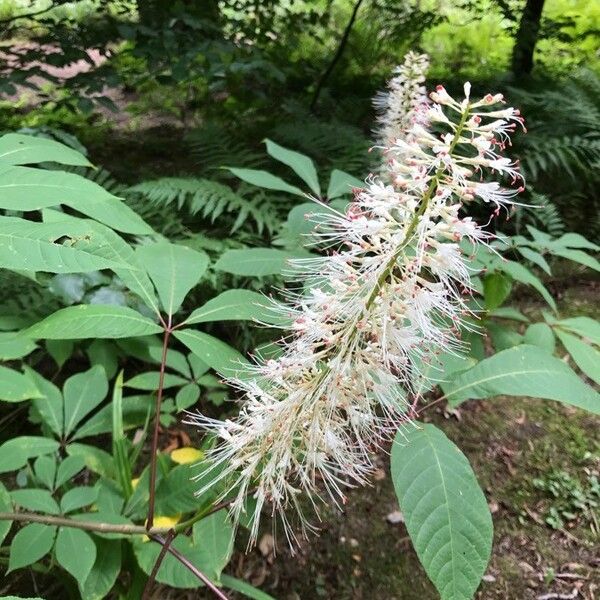 Aesculus parviflora Floare