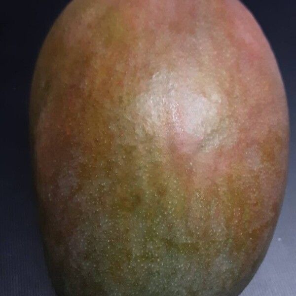 Mangifera indica ᱡᱚ