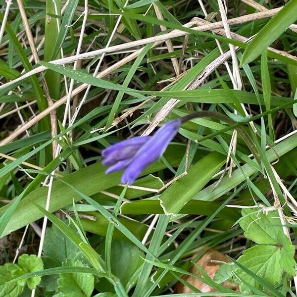 Hyacinthoides non-scripta Leaf