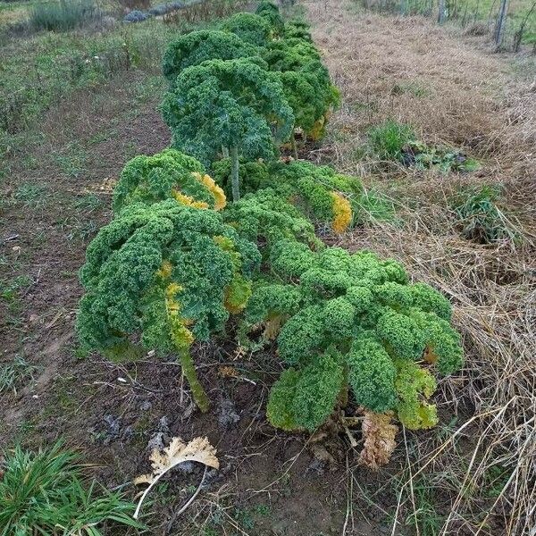 Brassica oleracea 形態