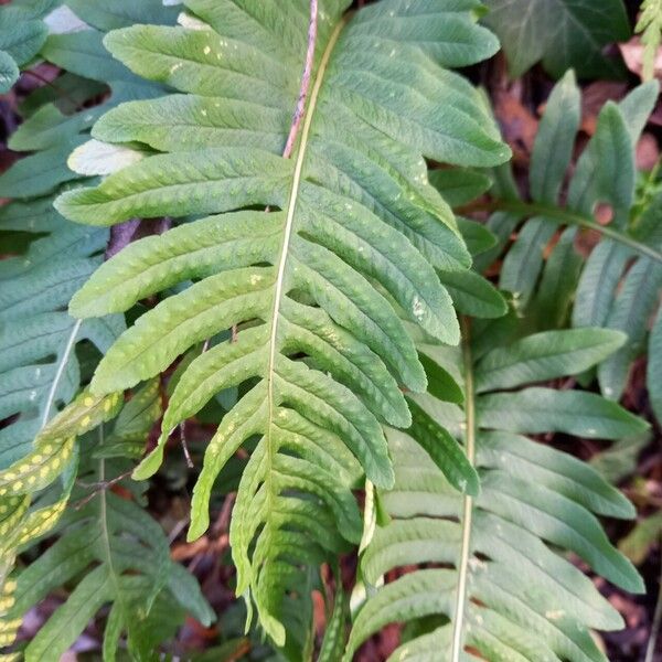 Polypodium vulgare Blatt