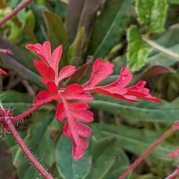 Geranium robertianum পাতা