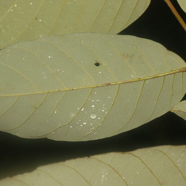 Virola sebifera Leaf