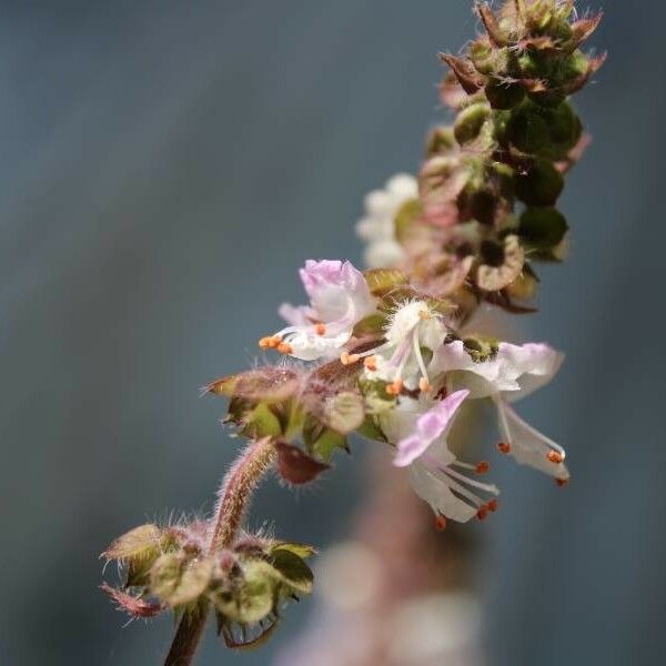 Ocimum tenuiflorum Листок