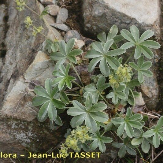 Alchemilla amphisericea Feuille