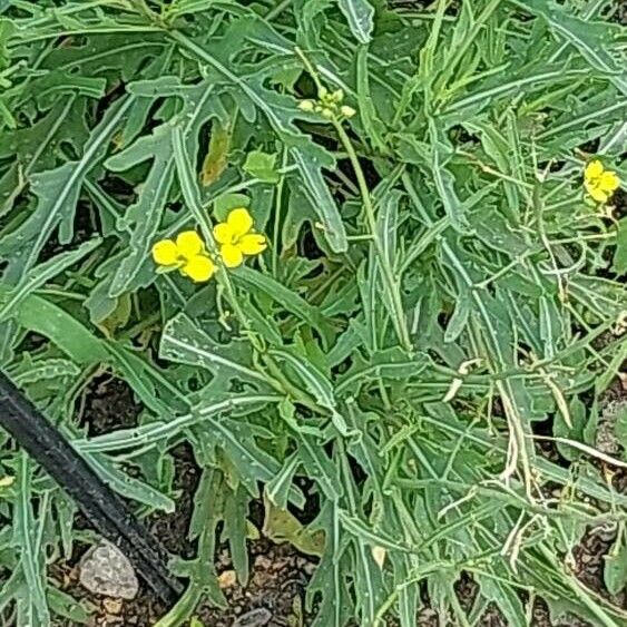 Diplotaxis muralis Flower