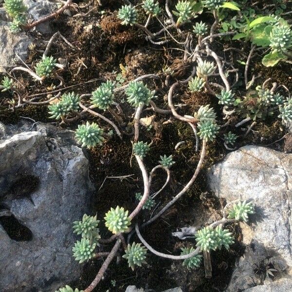 Sedum sediforme Hábitos