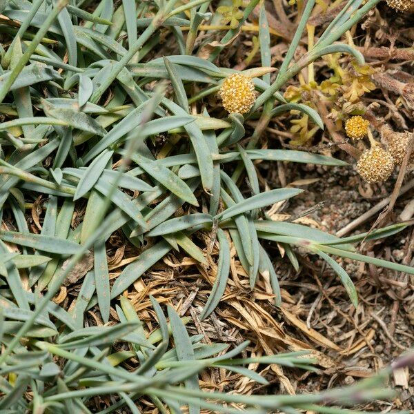 Dianthus crinitus पत्ता