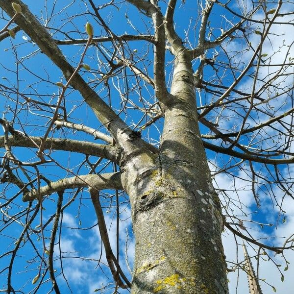 Populus × canescens অভ্যাস