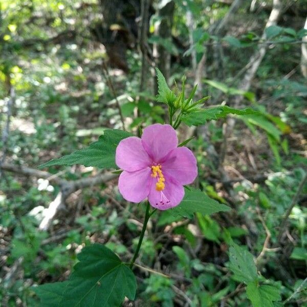 Pavonia lasiopetala Kwiat