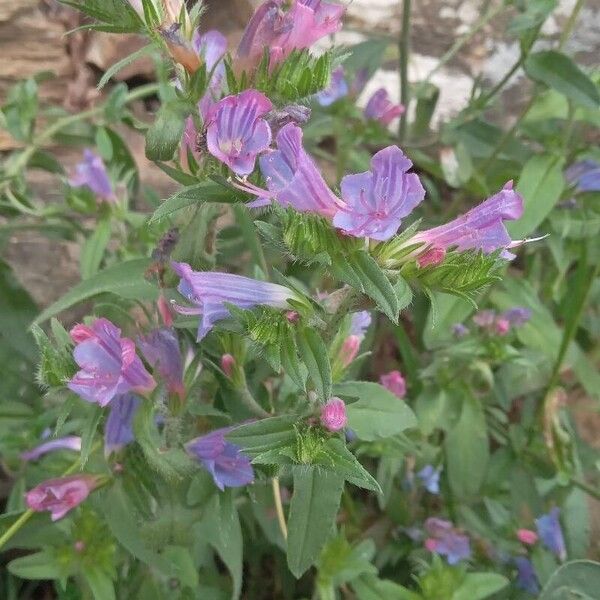 Echium rosulatum 花