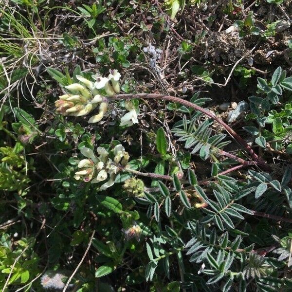 Astragalus australis Kvet