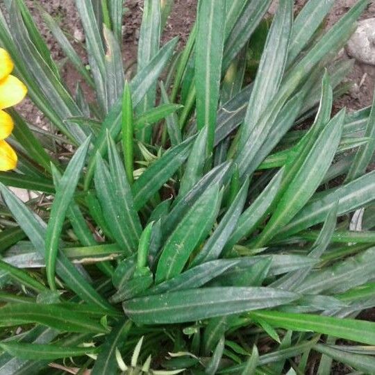 Gazania rigens 葉