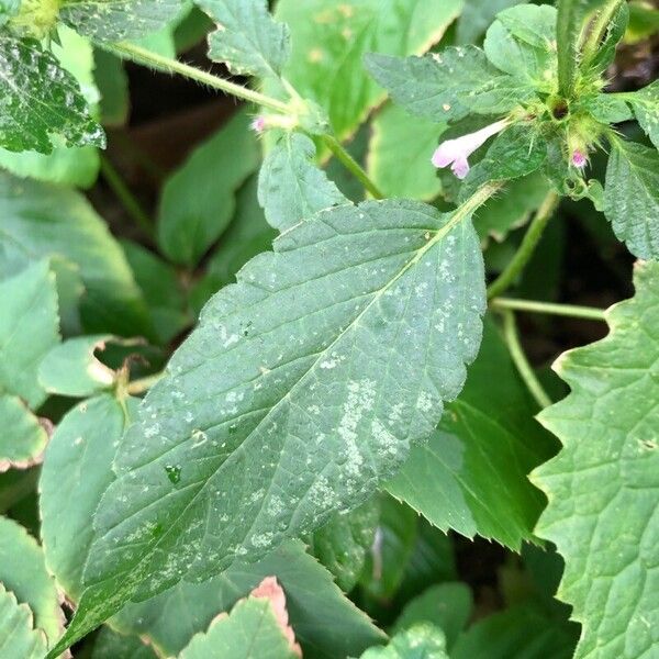 Galeopsis bifida Leaf