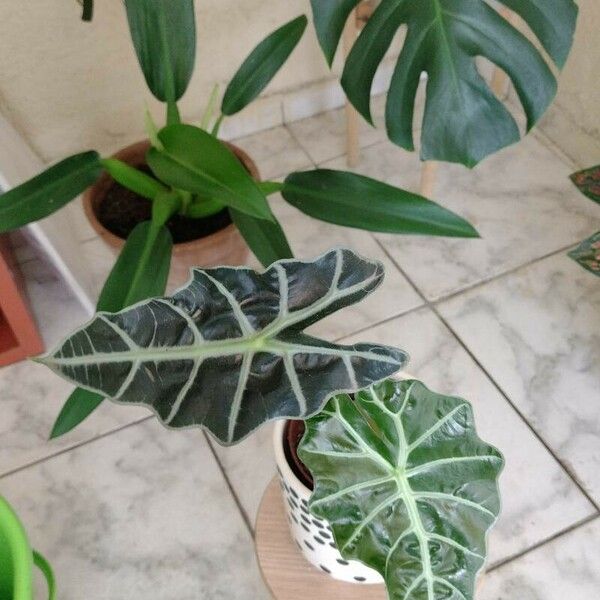 Alocasia sanderiana برگ