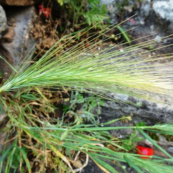 Hordeum jubatum Fiore