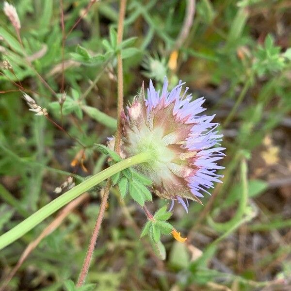 Jasione montana Blomma