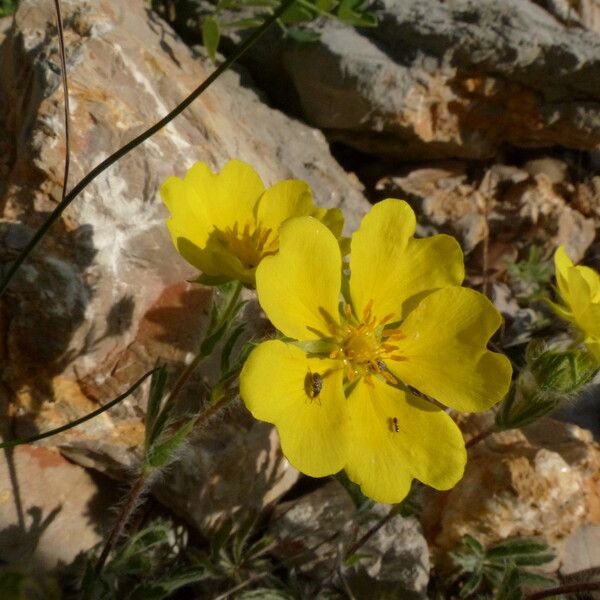 Potentilla hirta Egyéb