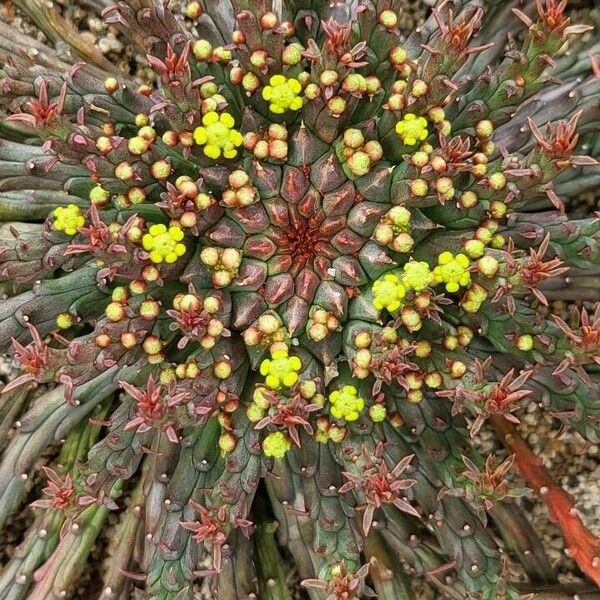 Euphorbia flanaganii Leaf