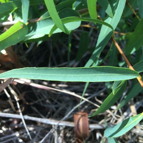 Corymbia citriodora برگ