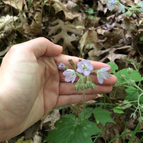 Hydrophyllum appendiculatum Květ