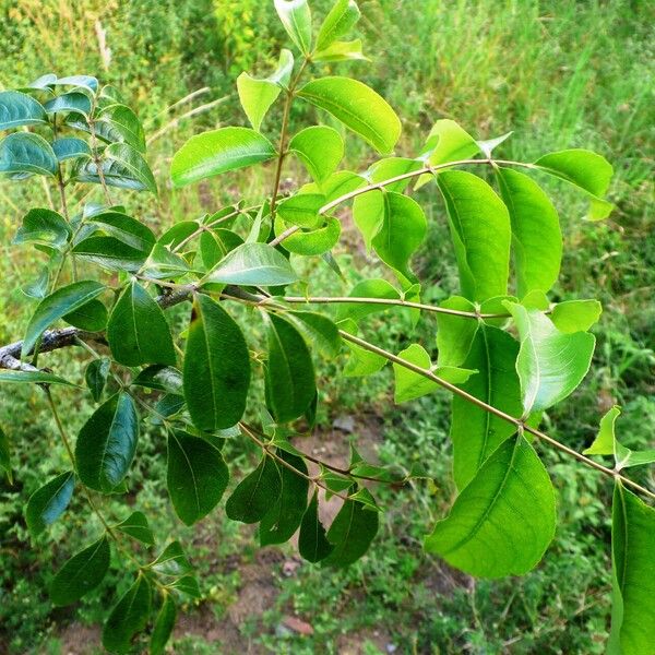 Zanthoxylum rhoifolium Leaf