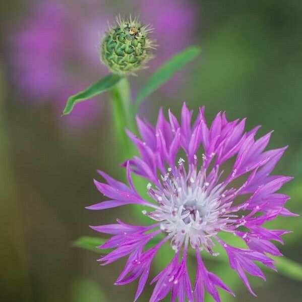 Centaurea napifolia 花