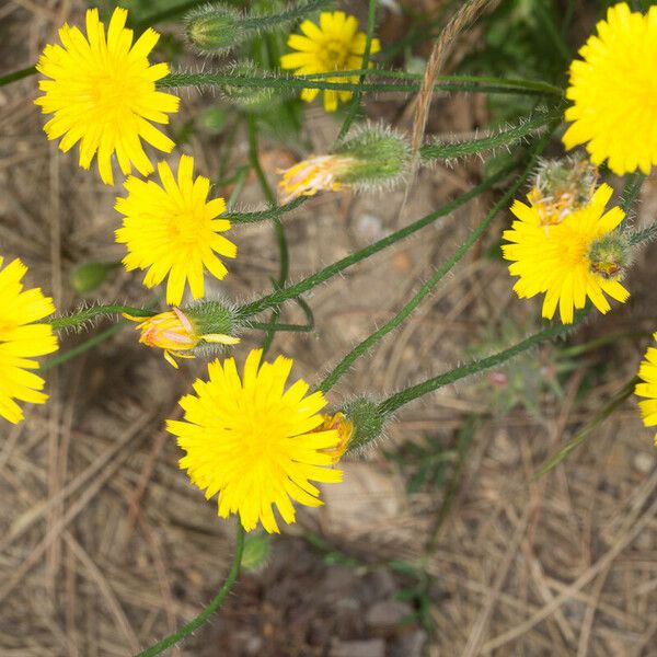 Hypochaeris achyrophorus फूल