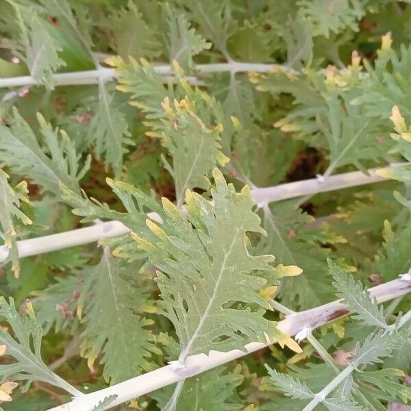 Perovskia atriplicifolia Leaf