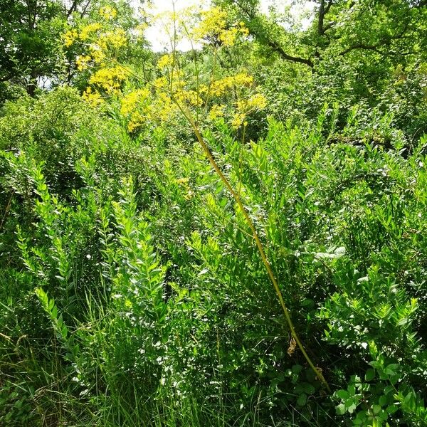 Opopanax chironium Habitus