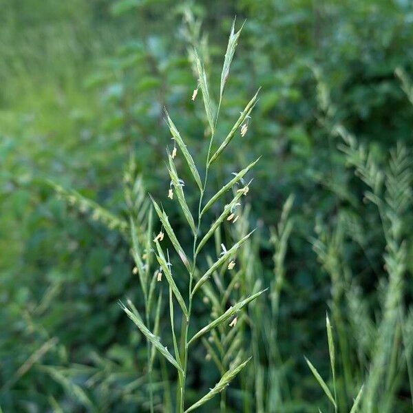 Brachypodium pinnatum Fleur