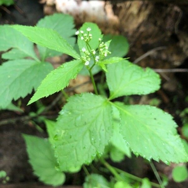 Cryptotaenia canadensis Flower